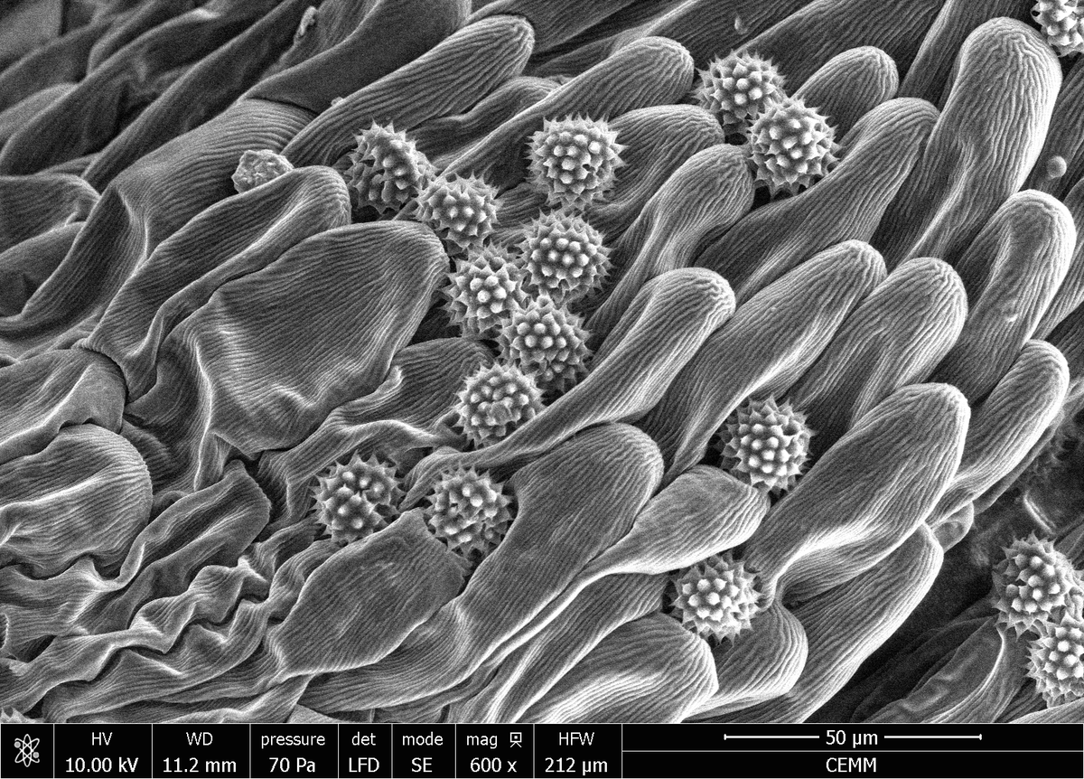 Another fun day exploring the micro plant world. Daisy pollen for you all to meet! <a href="/Plant_Ionome2/">Philip White</a> <a href="/JXDuncan/">Jean Duncan</a> <a href="/JSI_SLO/">Jožef Stefan Institute</a> <a href="/eurmicsoc/">European Microscopy Society</a>