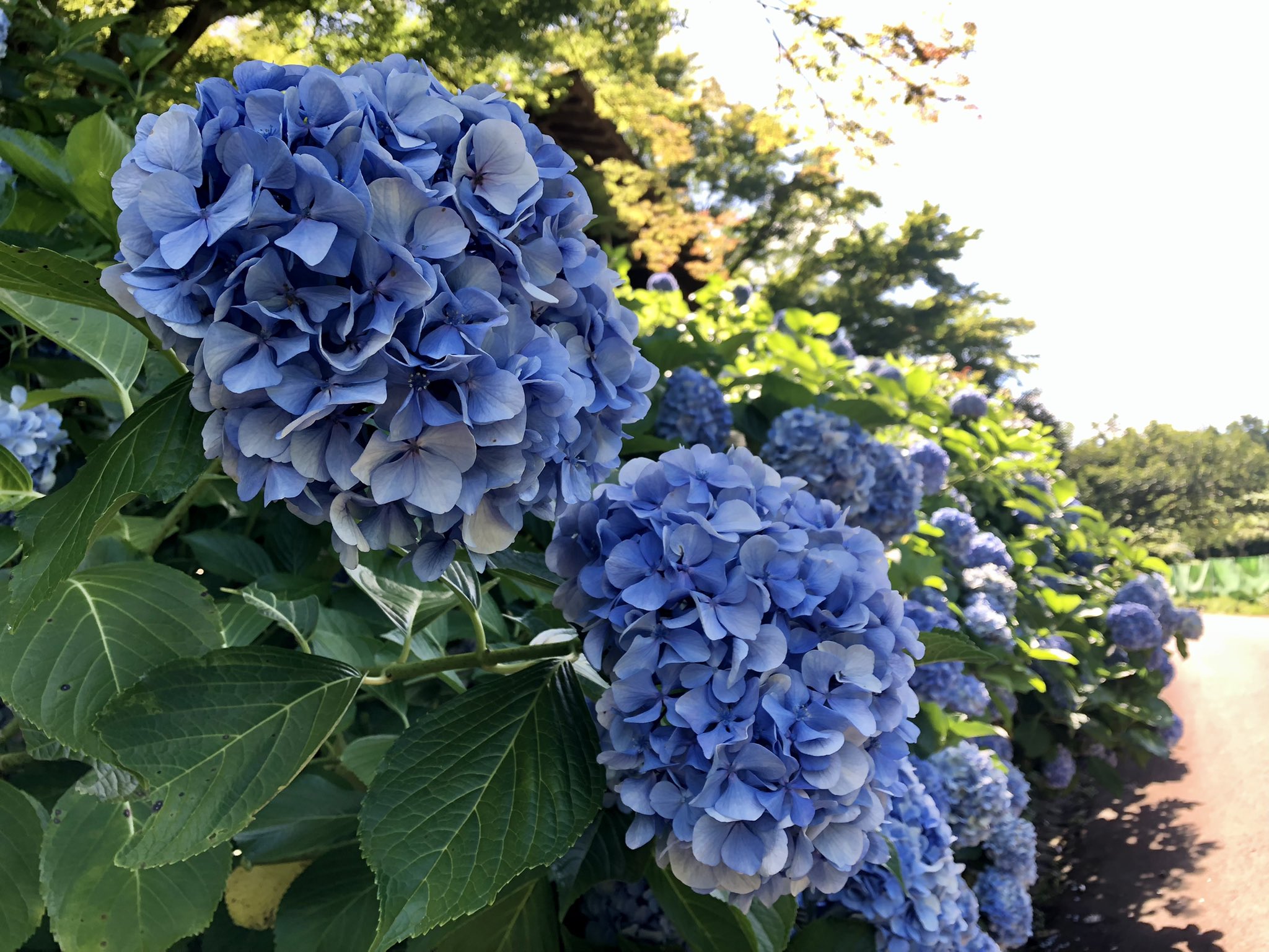 修善寺虹の郷 公式 園内の開花状況 日本庭園の南の瀬や匠の村でアジサイを見ることができます ロイヤル ローズ ガーデンでは四季咲きのバラが開花中です その他の花としては イギリス村花壇でユリやケイトウが 日本庭園でギボウシが 匠の村