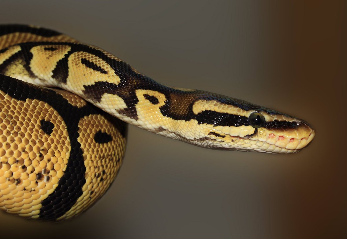 magicafricansaf's tweet photo. Snakes have gotten something of a bad rap over the past few thousand years. 

However, snakes are great creatures and they are so important to the world that we live in. 

#worldsnakeday #travel #health #adventure #explore #wildlife #people #snake https://t.co/6RNL8uZyYd