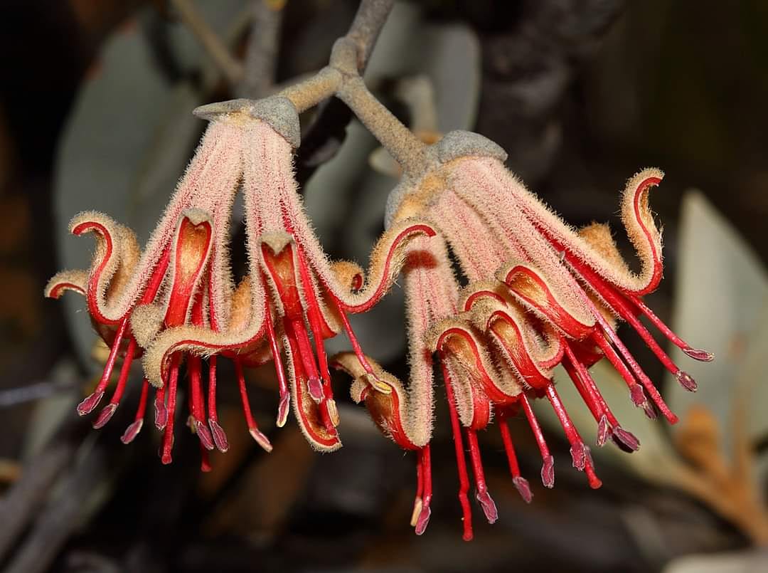 BotanistRob's tweet image. Amyema nestor #mistletoe #parasiticplants #waplants #westernaustralianwildflowers