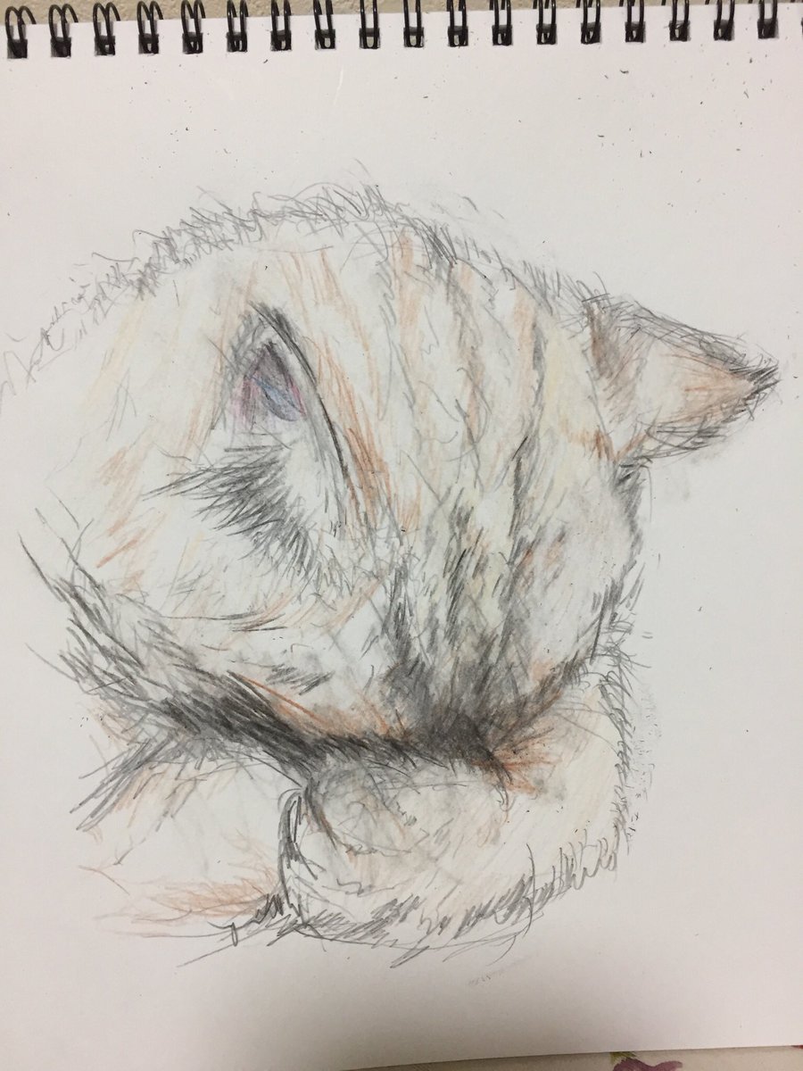 ねこ Zavdtjbiizwnbxg Twitter ねこ Zavdtjbiizwnbxg Twitter