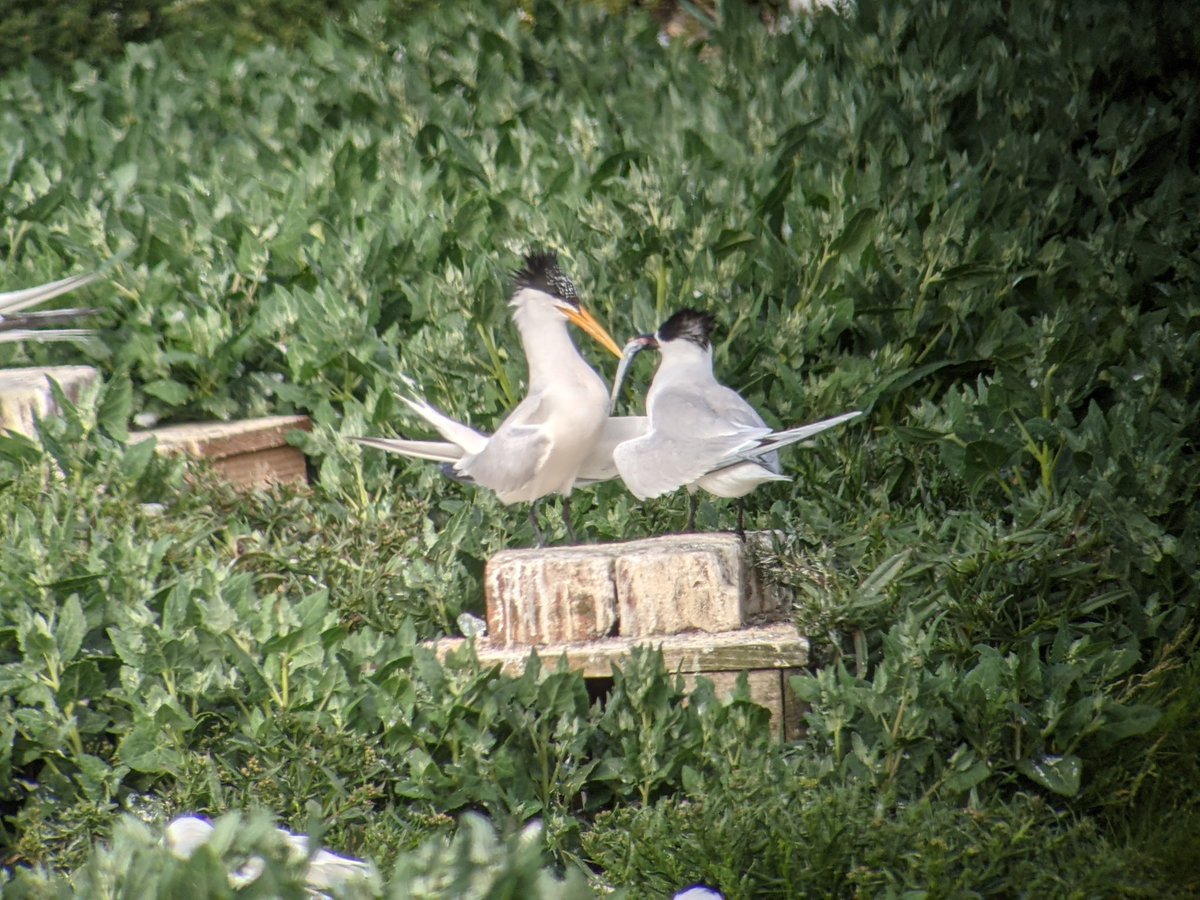 piner_chris's tweet photo. Elegant tern still at Cemlyn on lagoon 
@RareBirdAlertUK https://t.co/VpNxg1nJ4Y