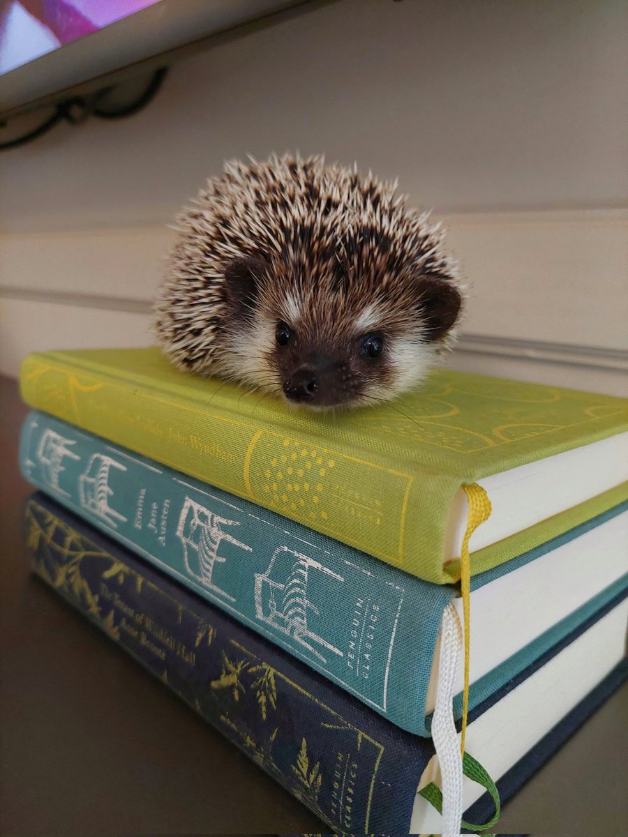 Hufflehogs tweet media