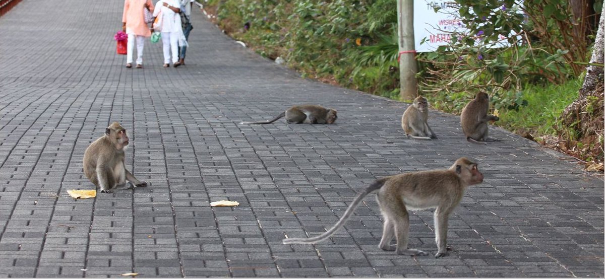 Long-tailed macaques on pavement in Mauritius.