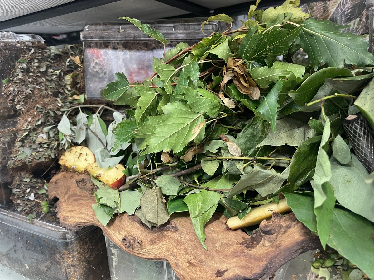 BalintZKacsoh's tweet photo. Leaf cutter nests deep cleaned and restocked with fresh leaves, dirt and apples 🥰
#ant #ants #antman #science #stem #stemed #SciComm #ScienceCommuncation #antslife #scientist https://t.co/Sl263AAkB4