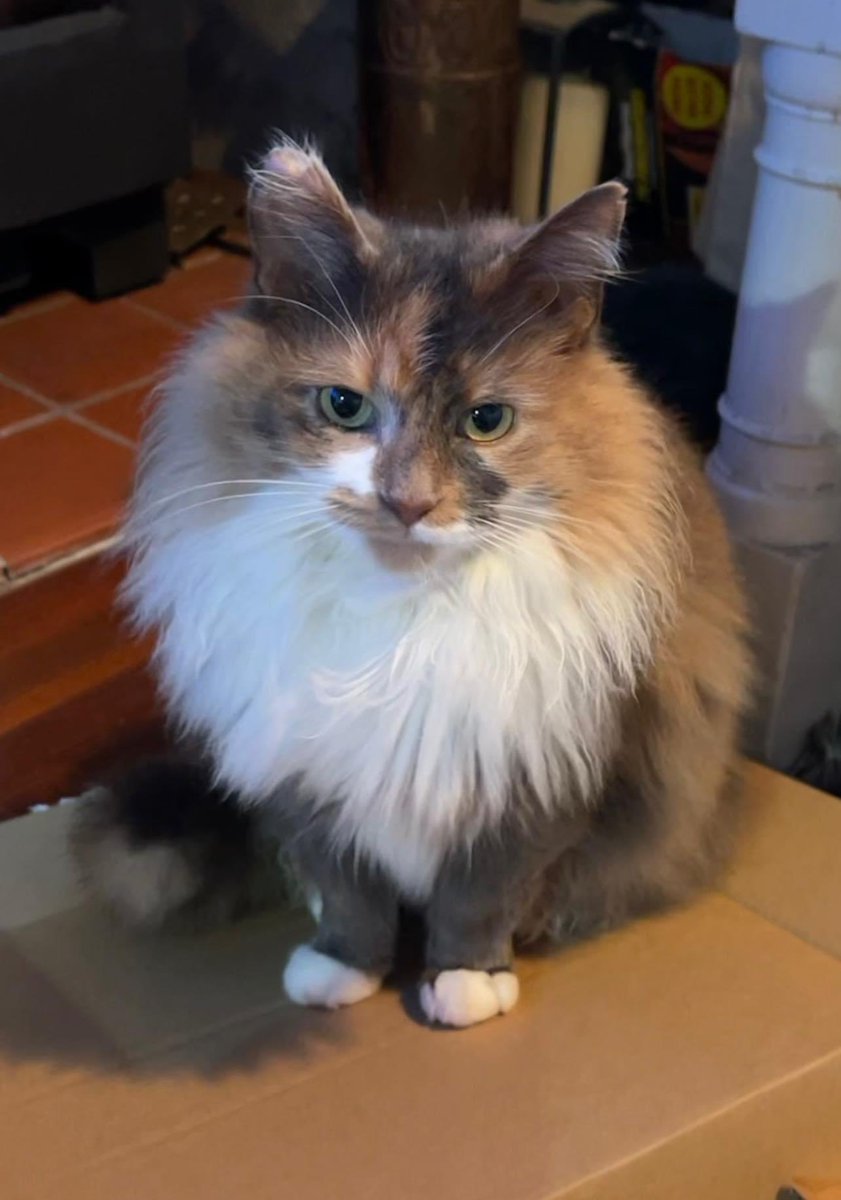 Ami Louise tweet media