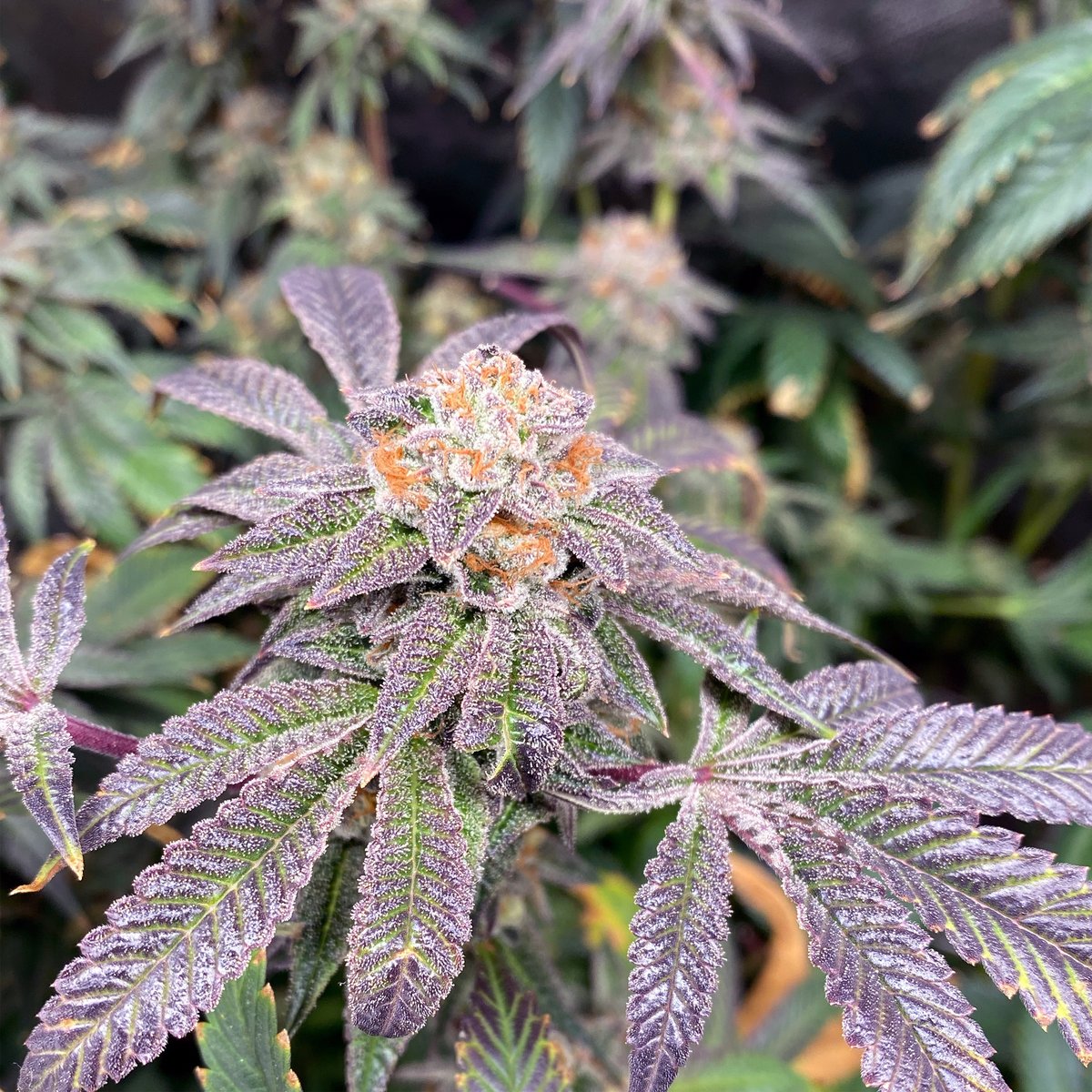 DHNClones's tweet photo. DOSADO 🌟 grown by Gonzie on IG @gizmos_greenery for #flowerfriday. How's your garden looking? If it's not shining this bright, check out the link in our bio to find a club near you 🔥 #OutgrowYourExpectations with @DHNClones
#dosado #cannabis #growyourown https://t.co/qZGBupuALb