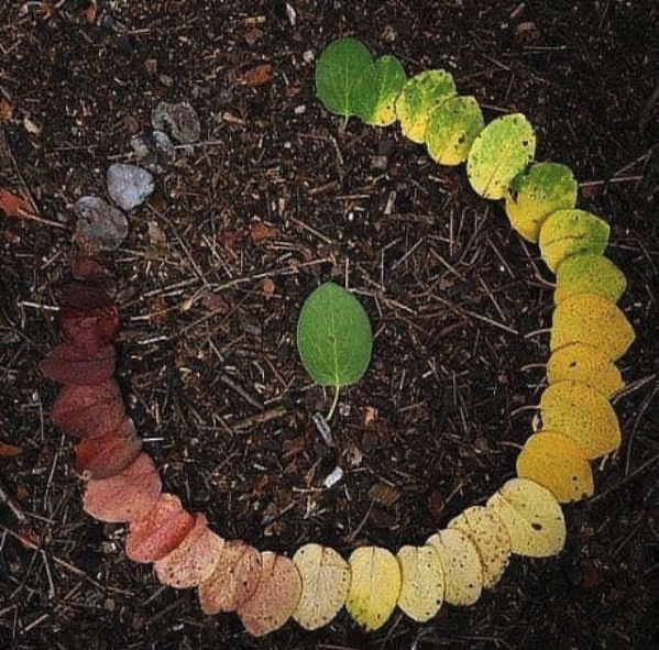 It’s the ciiircle of leaf *cue Lion King song*🦁
Via 📸 science
#leafcycle #science #cleverclassic