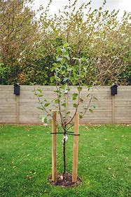 Many clients ask if trees need to be staked to help with root and trunk development. While some trees may need stakes to help them become established and stay upright, most trees do not. Un-staked trees often grow a stronger root and trunk system faster.