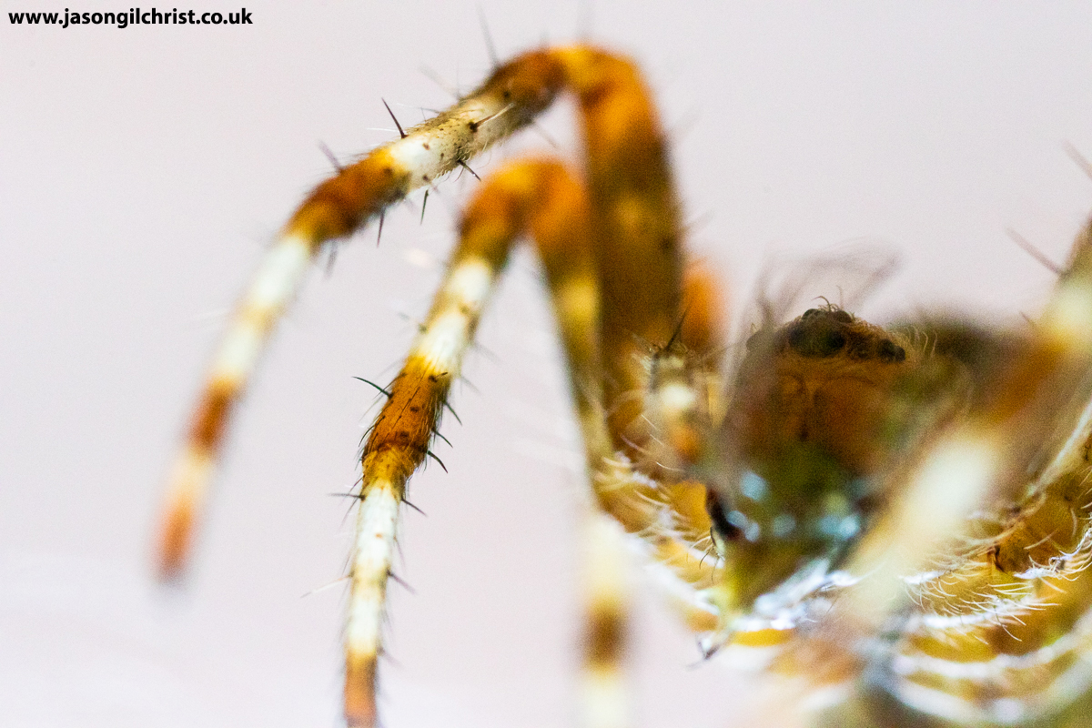 jgilchrist13's tweet photo. Everyday predation in the garden. Araneus diadematus, garden spider chewing on aphid. Kirkliston, Scotland. #orbwebspider #gardenspider #Araneusdiadematus #spider #Araneus #Araneidae #macro #MacroHourSpider #GardenWildlife #Springwatch #Scotland #LoveSpiders #ILoveSpiders🕸️🕷️ https://t.co/hcj89OXAHJ