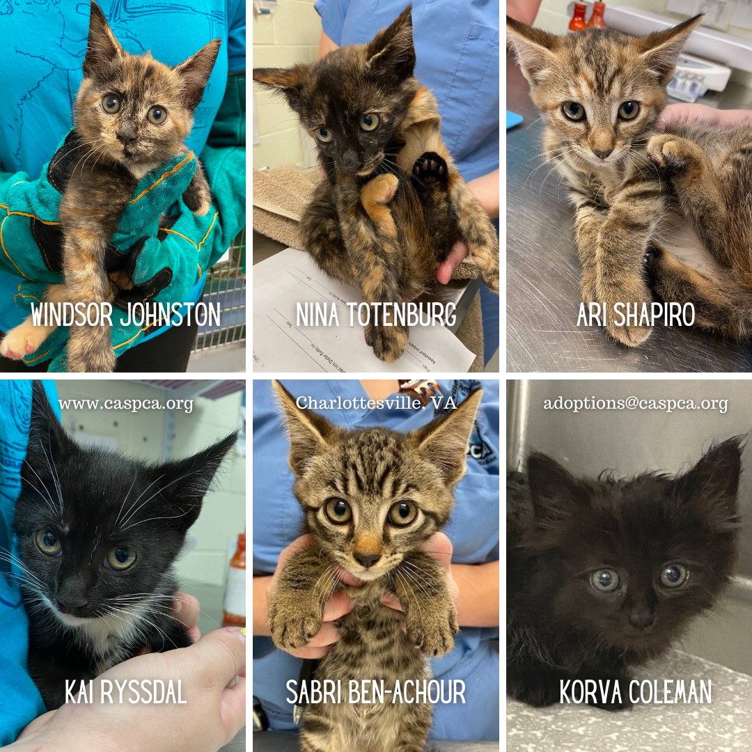 Charlottesville-Albemarle SPCA (@caspca) on Twitter photo Oh, so THAT'S what their faces look like! 🙀 RT to help the radio kittens! #NPR #APM #adoptable #kittens #Charlottesville <a href="/NinaTotenberg/">Nina Totenberg</a> <a href="/arishapiro/">Ari Shapiro</a> <a href="/kairyssdal/">Kai Ryssdal</a> <a href="/KorvaColemanNPR/">Korva Coleman</a> <a href="/Marketplace/">Marketplace</a> <a href="/NPR/">NPR</a> Oh, so THAT'S what their faces look like! 🙀 RT to help the radio kittens! #NPR #APM #adoptable #kittens #Charlottesville <a href="/NinaTotenberg/">Nina Totenberg</a> <a href="/arishapiro/">Ari Shapiro</a> <a href="/kairyssdal/">Kai Ryssdal</a> <a href="/KorvaColemanNPR/">Korva Coleman</a> <a href="/Marketplace/">Marketplace</a> <a href="/NPR/">NPR</a>