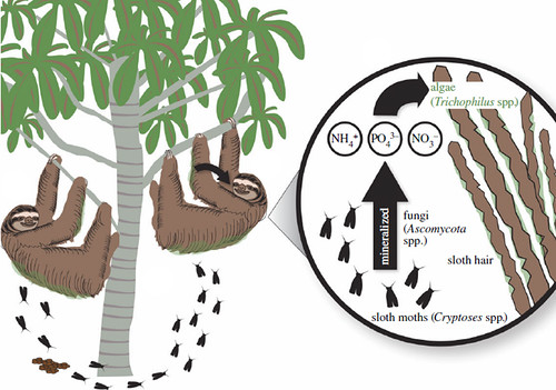 Moths are incredibly diverse! The genus Cryptoses live in the fur of sloths in South America. Once a week when the sloth descends to poop, the moths take this opportunity to lay their eggs in the poop of sloths. Sloths can carry more than 120 moths at one time!
