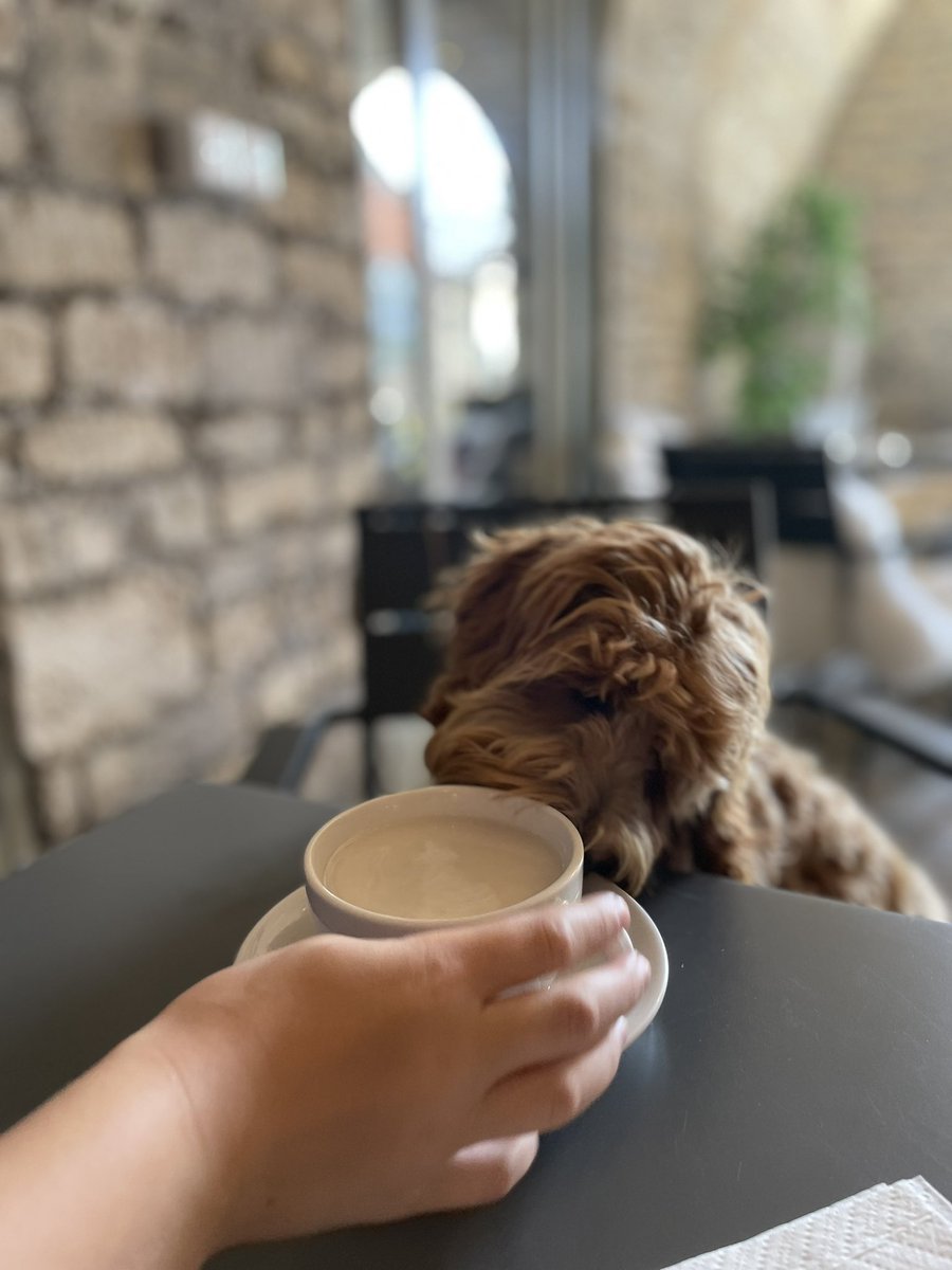 doghousewoofs's tweet photo. Iced puppaccino for little Maple ☺️ https://t.co/icsPt0Diky
