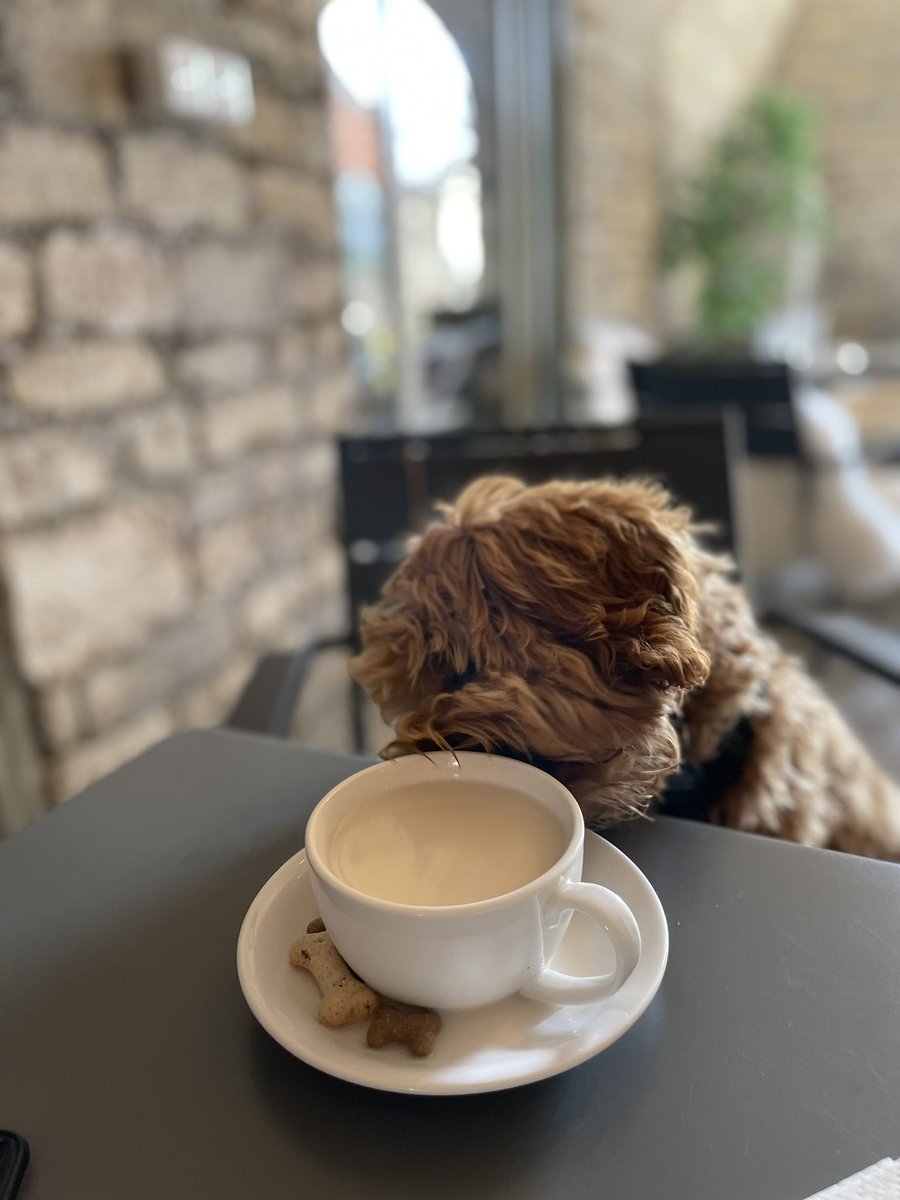 doghousewoofs's tweet photo. Iced puppaccino for little Maple ☺️ https://t.co/icsPt0Diky