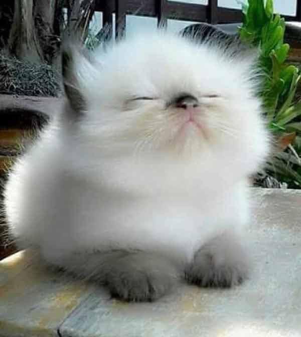 IwannalivonMars's tweet photo. Soooo Fluffy Kitten contributed $1000 to our campaign this morning. We're not sure who this person is, but we love you! Thank you so much! Oh and you're welcome to follow Fluffy Kitten's example and click on the link https://t.co/R0nFkEHnxC https://t.co/Z19nXg1jBV