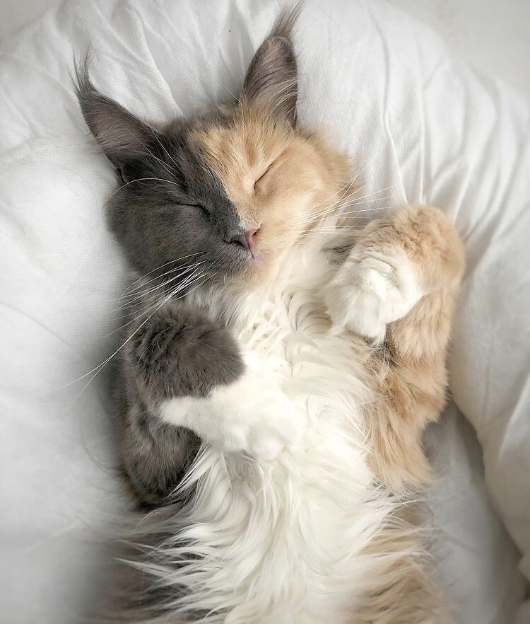 şu güzellige bakın cabuk