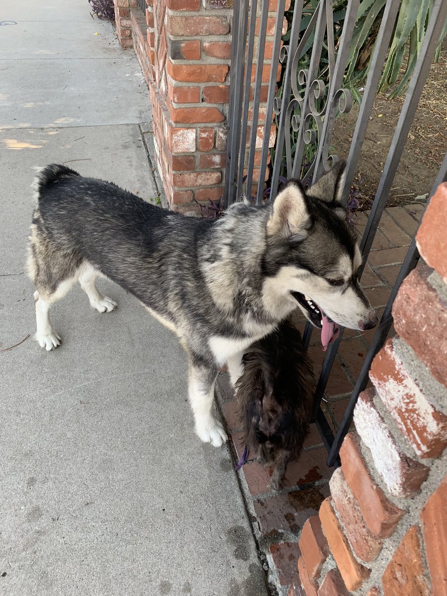 ariguzman143's tweet photo. POMONA: dogs found by Ralph Welch park
Not in good shape at all, gave them food and water but they need more help than I could give them. https://t.co/VSNLgb5Sbs