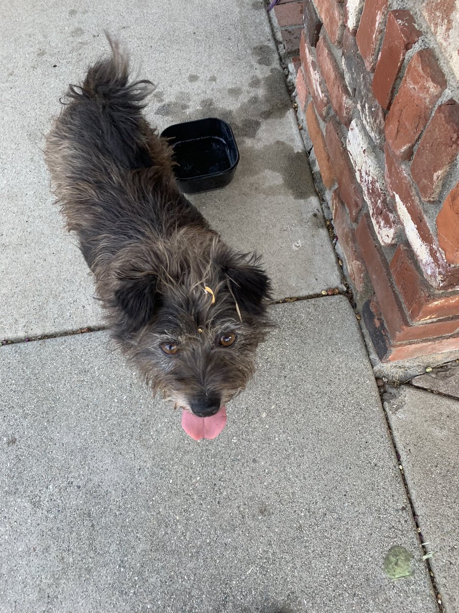 ariguzman143's tweet photo. POMONA: dogs found by Ralph Welch park
Not in good shape at all, gave them food and water but they need more help than I could give them. https://t.co/VSNLgb5Sbs