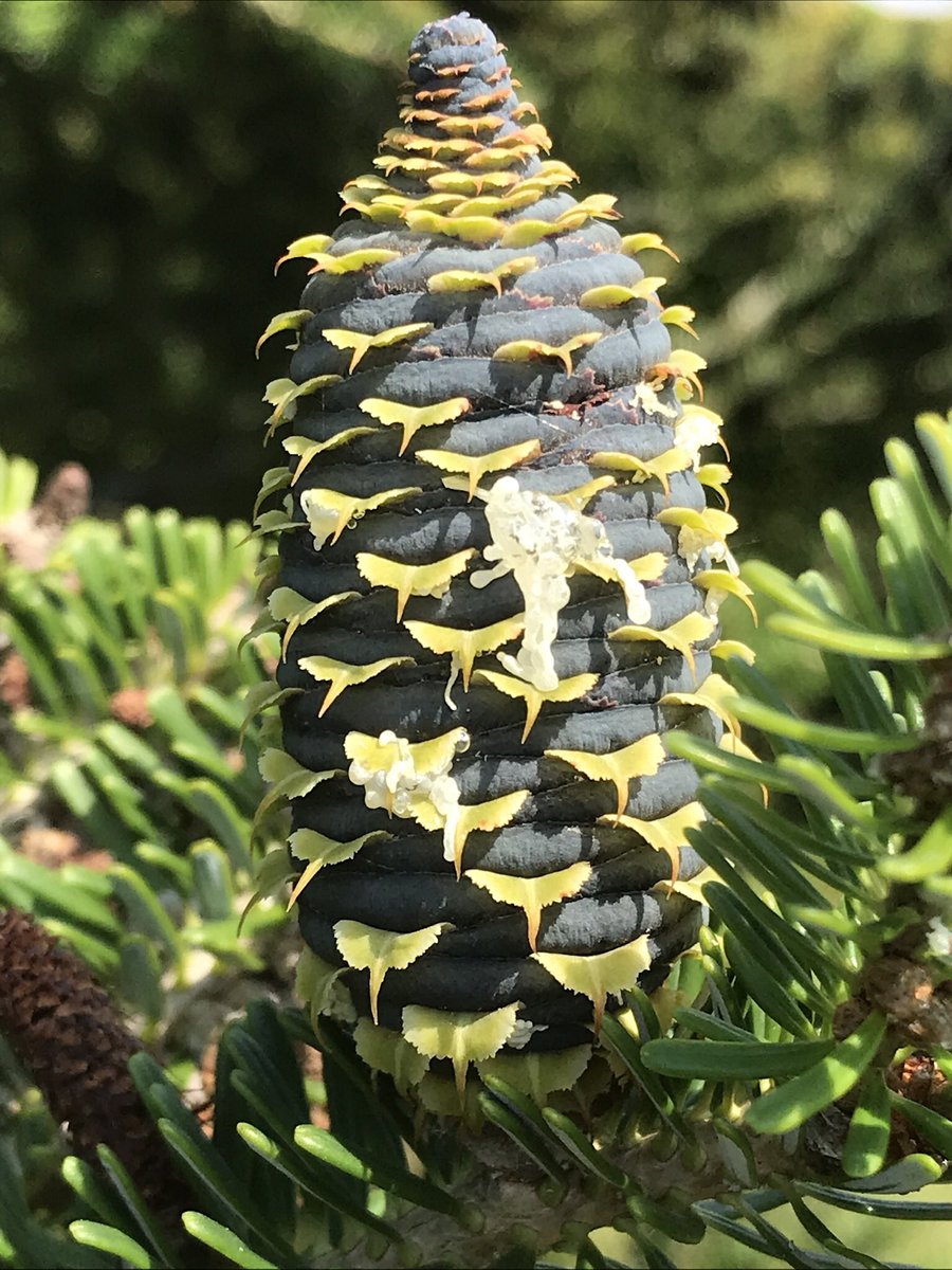 treeruss's tweet photo. Korean Fir at #BealeArboretum.
Gorgeous cones.
On fir trees cones point up ⬆️.
On spruce cones hang down⬇️.
On pines cones hang down or point outwards, not up↘️⬇️.
#KoreanFir #Abieskoreana #FirCones #Abies
#BeautyIsClose #TreeBeauty https://t.co/JubaG0UuHE