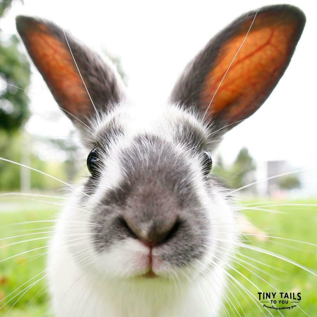 TinyTailstoYou's tweet photo. Rabbits are known for their extra-long ears, but did you know they use their ears for something else other than hearing? They use them for thermoregulation, like little radiators to disperse heat to cool them off! How "cool" is that!⠀
⠀
#bunniesofinsta⠀
#rabbitgram⠀
#rab… https://t.co/mBLKOrh9eA