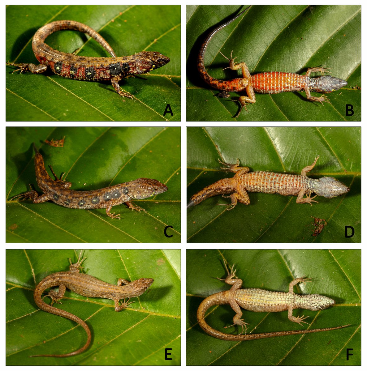 GermnChvez4's tweet photo. 6/8 Sus ancestros (sin quillas), migraron a tierras bajas #Amazonicas (aparecieron las quillas ordenadas) para luego reconquistar el pie de monte de los Andes. Esto posiblemente produjo un “stand-by” evolutivo, pero necesitamos mas estudios para confirmarlo. https://t.co/3H6mL3Zrfx