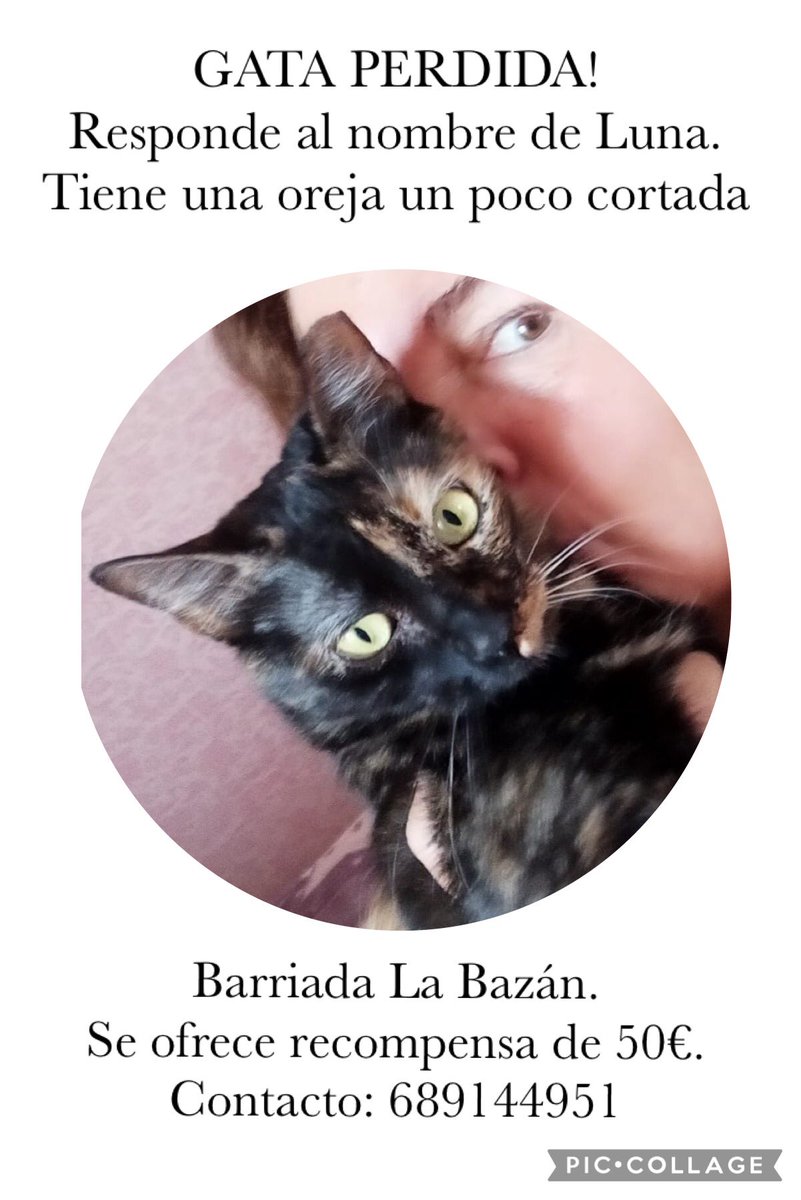 GATA PERDIDA EN LA BAZÁN, SAN FERNANDO