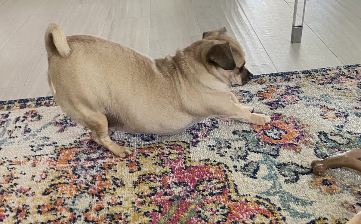 to_oliver's tweet photo. oh hi 👋🏻 just stretching my way into a nap 💤 after breakfast 😉 Have a wonderful day furiends. I love you ♥️🐾
#dogsoftwitter #fridaymorning #FridayVibes #nudity #itsarufflife https://t.co/zE5WDVUSbW