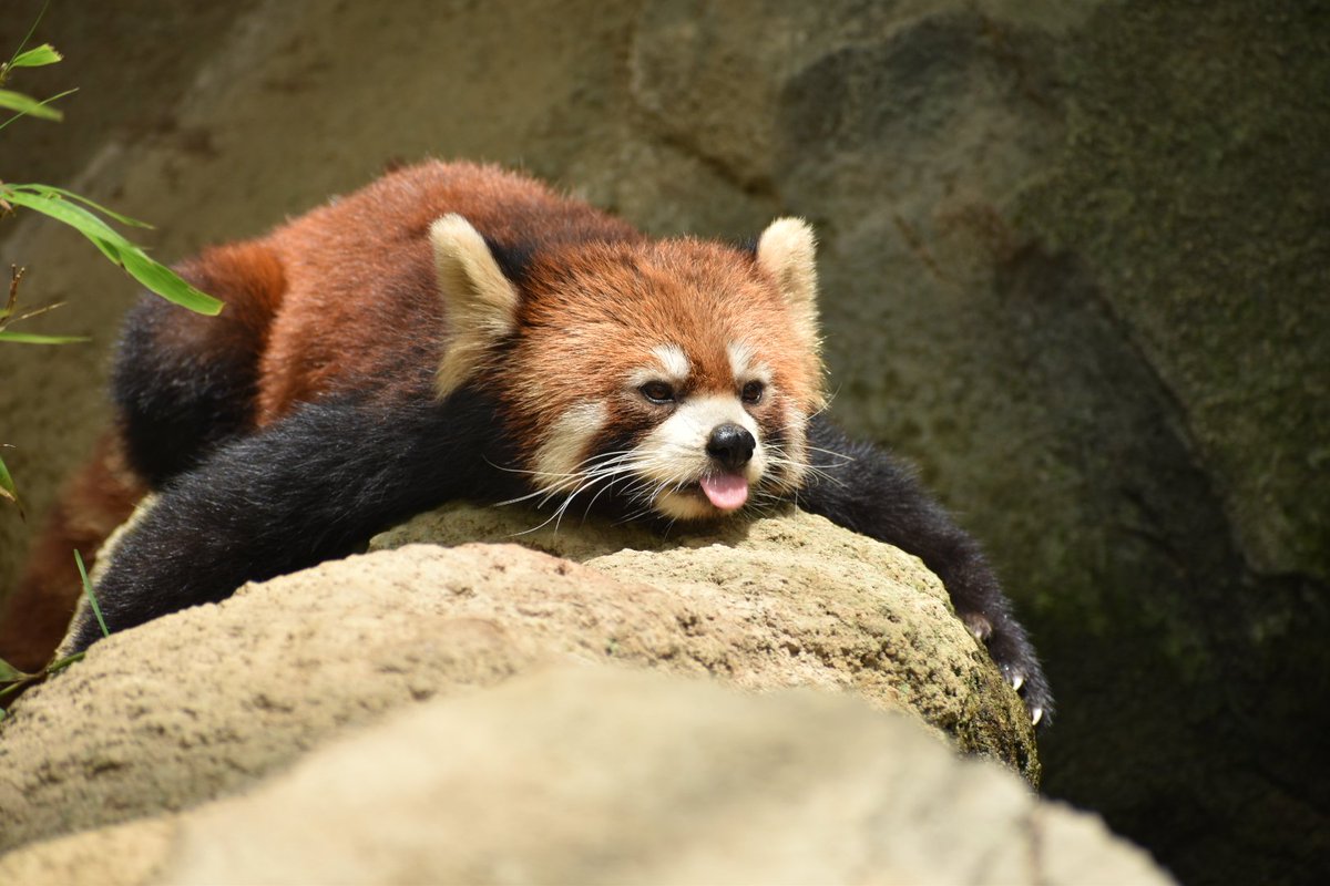 動物好きな人 Animal 317 Twitter