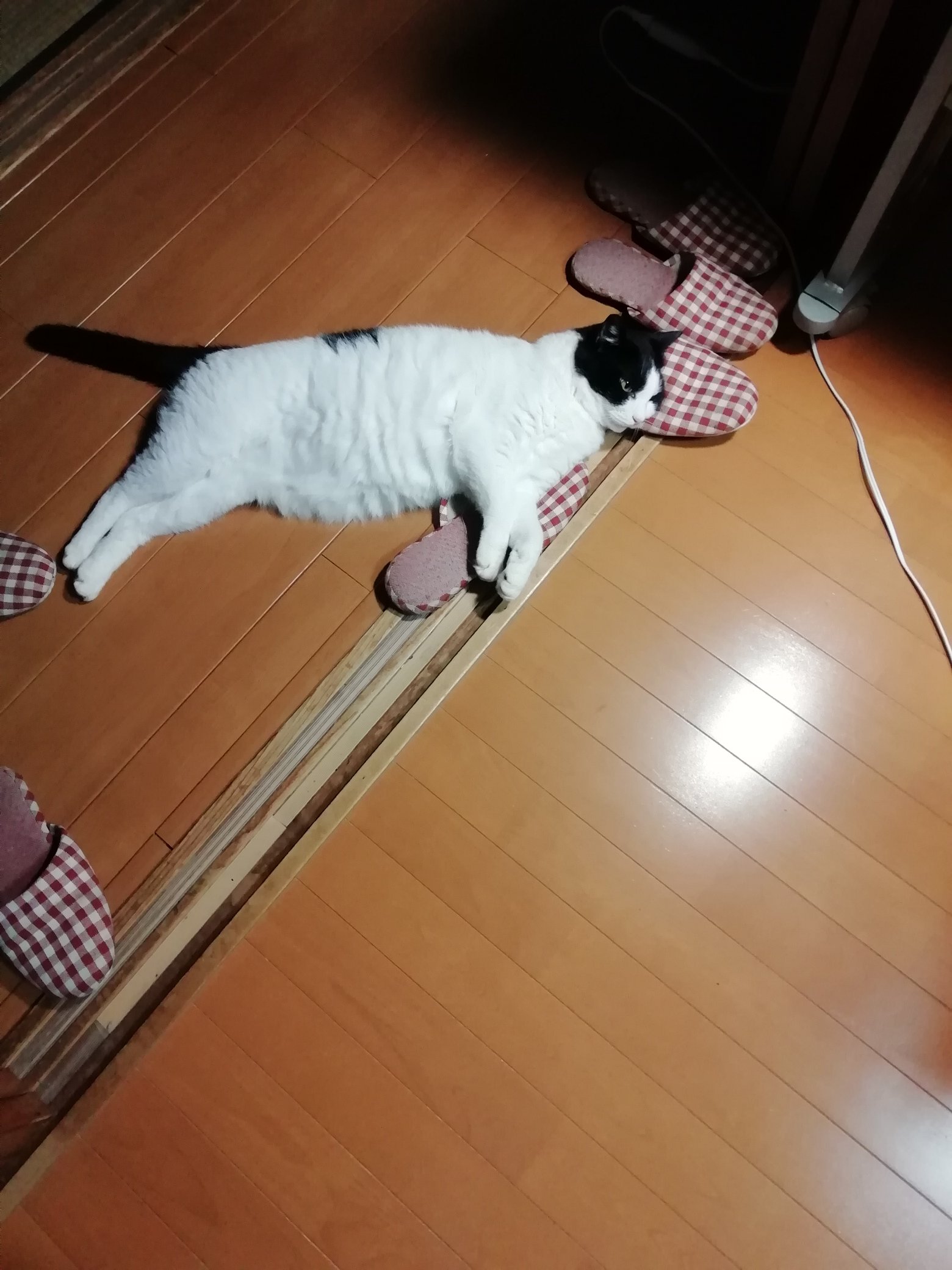 六花チヨ Rokuhana00 Twitter