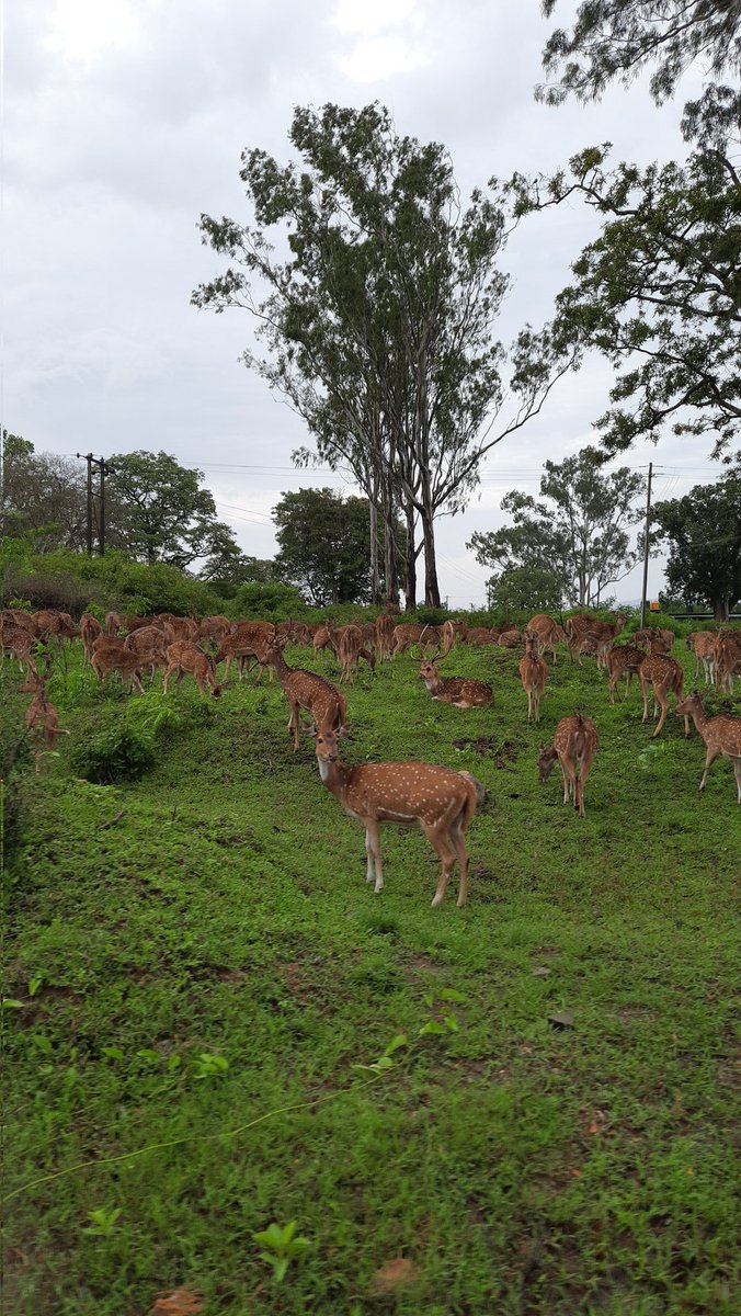 a2champ's tweet photo. Bandipur deer zone so beautiful over 100 deers 🦌😍 https://t.co/SvwqHBb4Hf