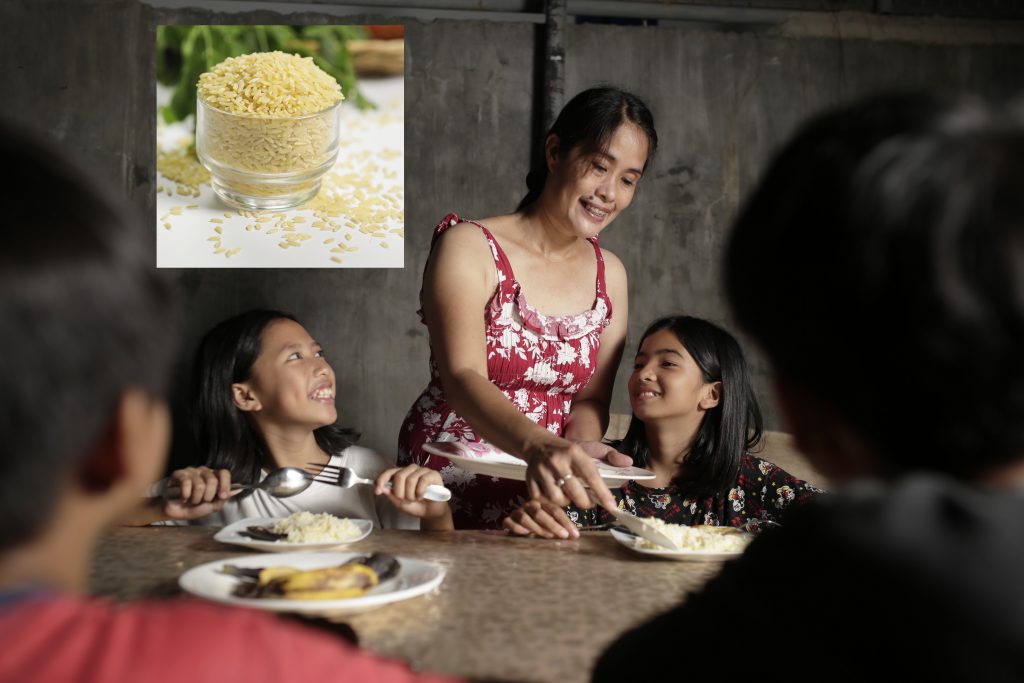 DanielNorero's tweet photo. Por fin Filipinas aprueba el cultivo comercial del arroz dorado, un #transgénico que puede evitar la ceguera y muerte infantil 🍚🧬👏👏👏https://t.co/EUIPBUwVYm | Además, el mismo país acaba de dar aprobación de consumo para la berenjena Bt 🍆https://t.co/iWmNDPB8iR @ChileBio_AG https://t.co/2FG2QGbM1z