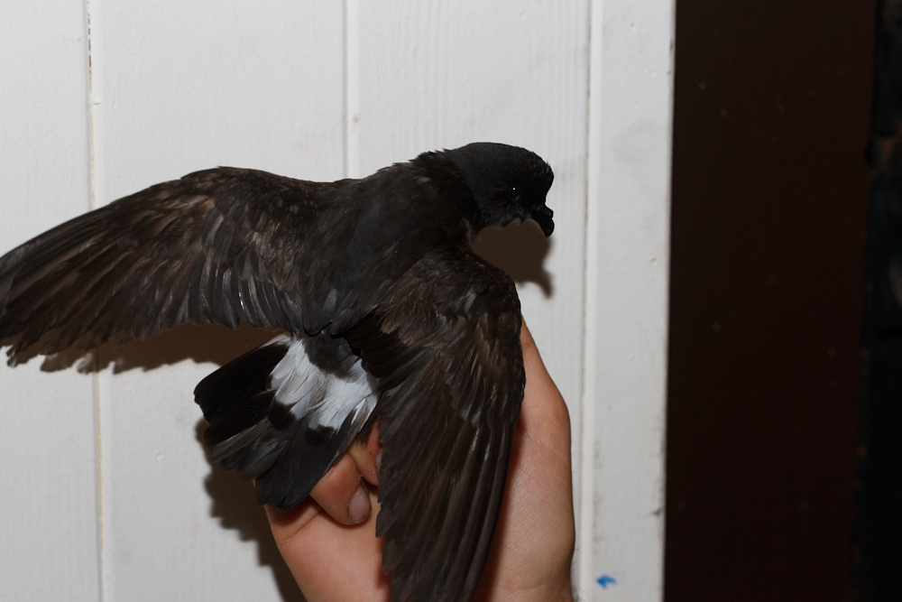 Storming to success... the news is out that we've got breeding Storm Petrels on the Isle of May but now to find out how many. the blog has the story: isleofmaynnr.wordpress.com