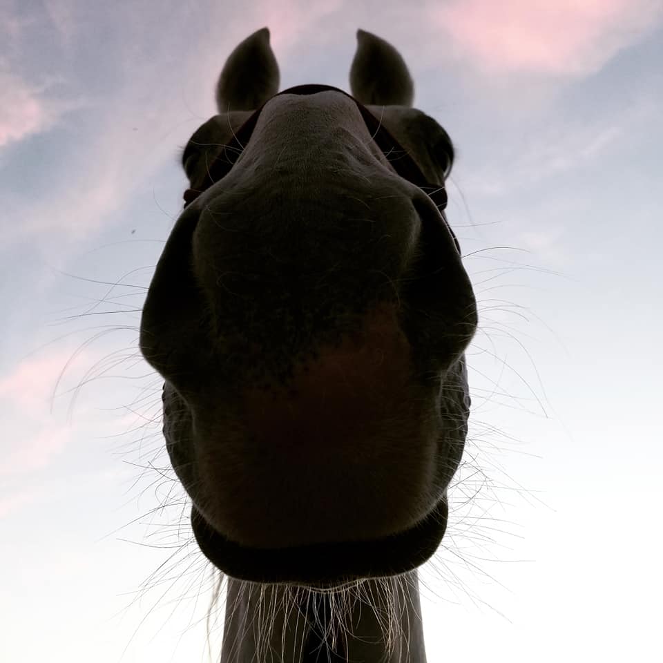 We have news!
You know what a horse's favorite wines are?
Chardon-NEIGH and Ros-HAY!  (thank you thank you, I'll be here all week!)  And they are coming soon (the Chardonnay and Rosé).  
Excellent for enjoying during these beautiful summer days!