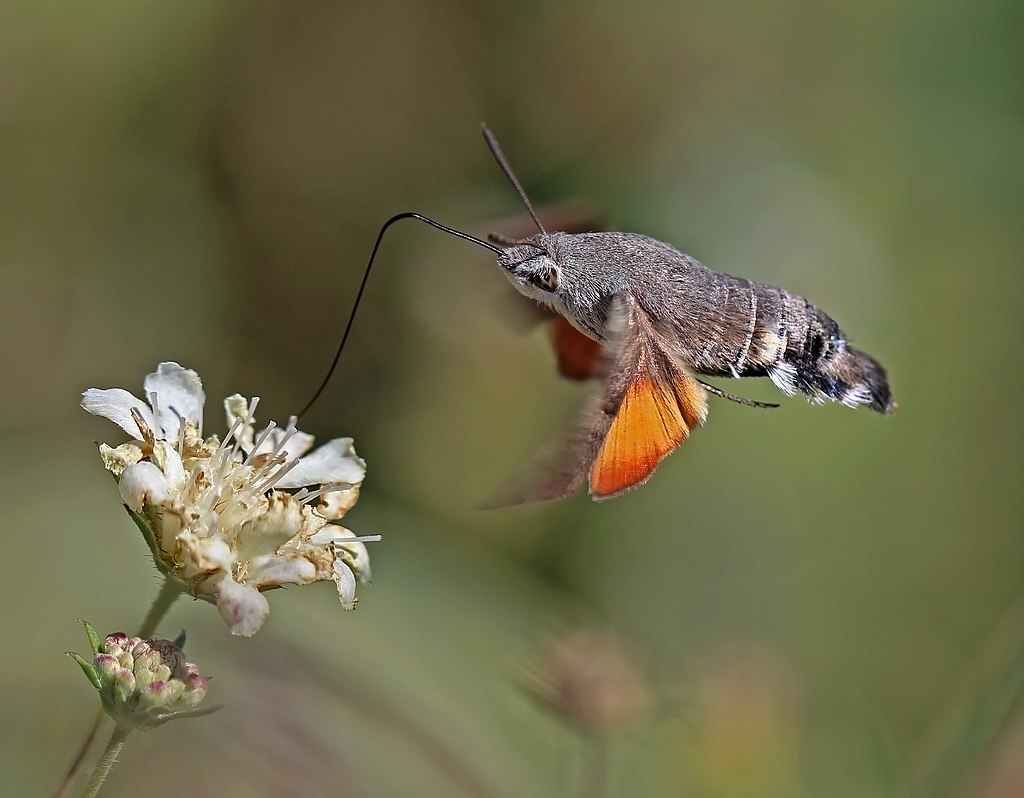 amentsoc's tweet photo. #amentsoc trustee Elisa's #FavouriteMoth is the hummingbird hawkmoth (Macroglossum stellatarum) "These enchanting fluffy moths look like their namesake & hover over flowers, sucking nectar through their long proboscis" π· Charles J. Sharp, CC BY-SA 4.0 via @WikiCommons #MothWeek https://t.co/7j5FoC6h5p