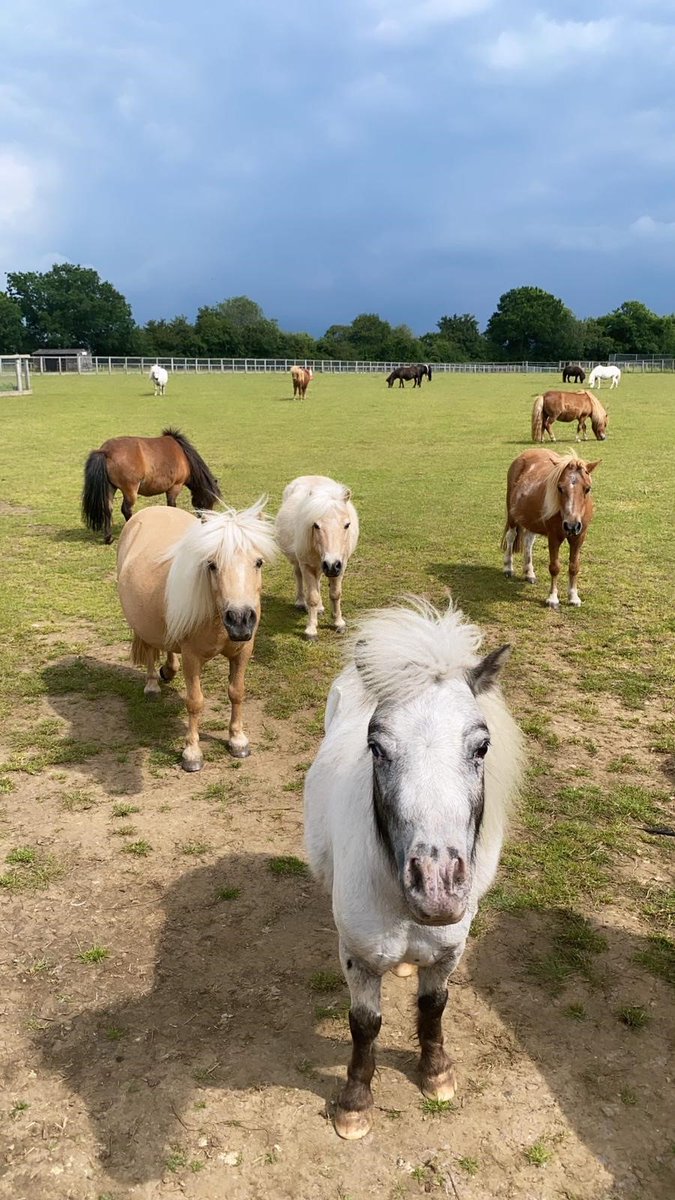 How cute do my Ada Cole friends Josh, Miss Muffet, Goldie and Cinders look?! 😍  #FridayFeelGood