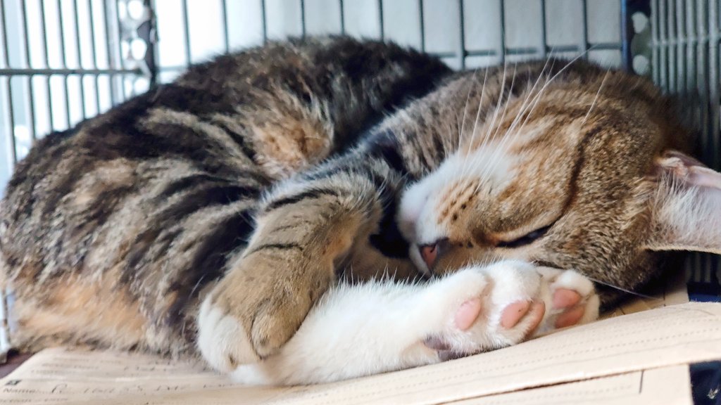Longarmofthepaw's tweet photo. For those that are quite partial to a sleeping cat and a couple of pink toe beans on a Friday afternoon ๐บ๐ฝ๐ธ #PinkToeBeans
#CatsOfTwitter https://t.co/XtF7eJycWK