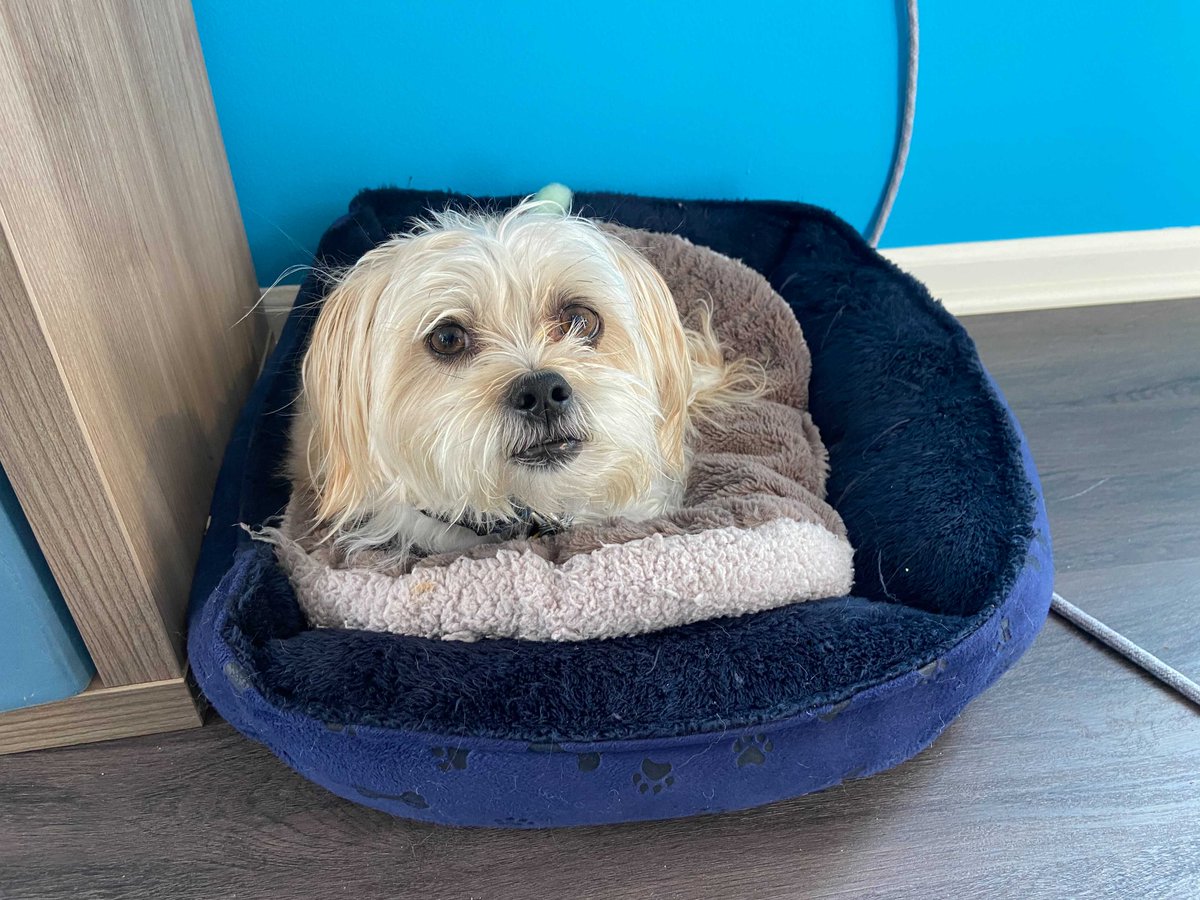 Look who's in the office and ready to help out the team with some keyword research today! 🐶🤓