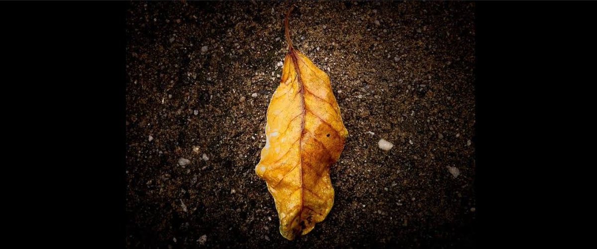 Лист сухой валится. Сушеные листья. Листья деревьев. Листья клена с крылатками. Сухие листья.