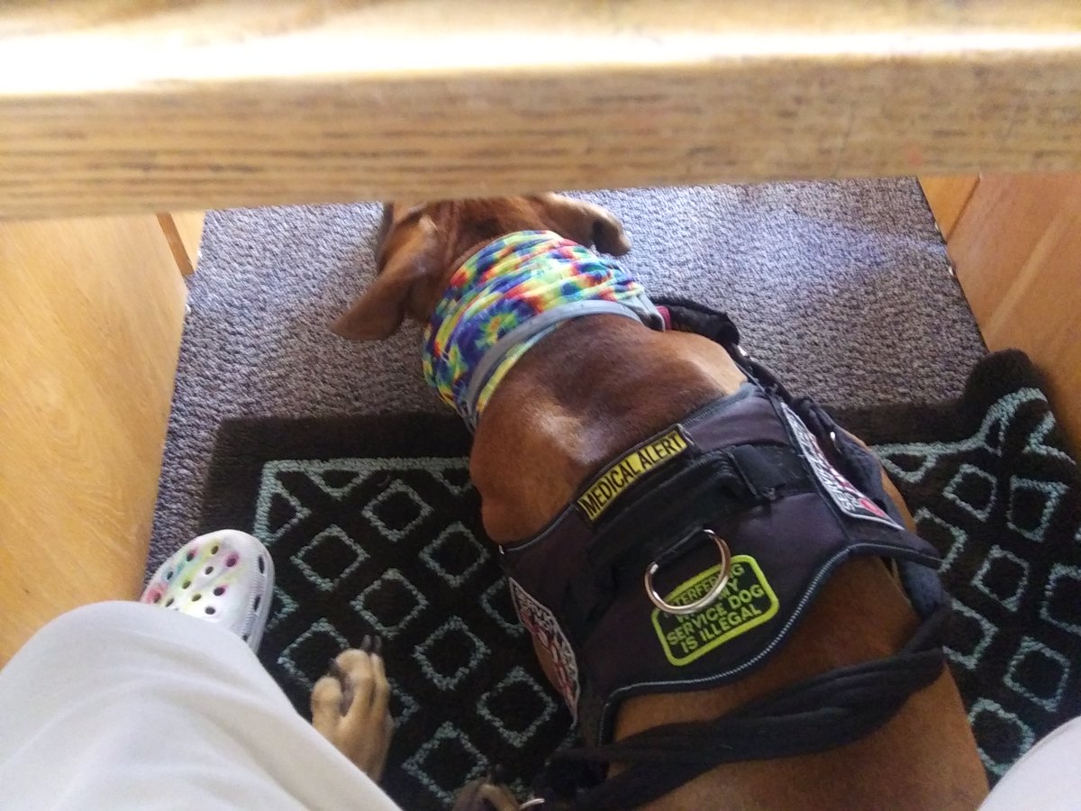 EverythingSven's tweet photo. Momma was wonky again this morning so we're sticking close to home today. Here I am killing it at the library while Momma works on her book. #ProNapper Hmm π¨οΈ I wonder what's for dinner, π₯ I'm famished. #everythingsven https://t.co/ElLXtY2Lgv