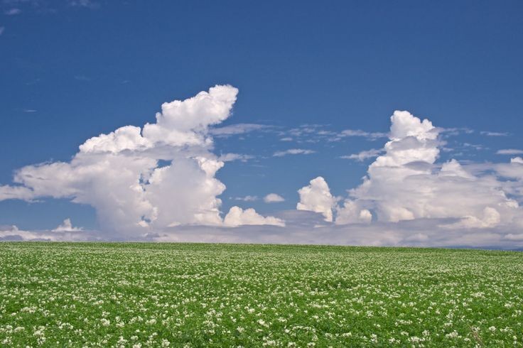 from_Cherieluv's tweet image. 🌲