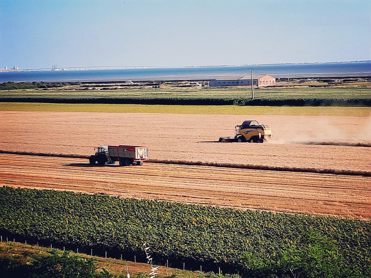 _jackie_renaud's tweet photo. #saintmichelenlherm entre terres et mer. Moissons 2021 - blé dur. 
#agriculture #sudvendee #ladive #baiedelaiguillonsurmer #parcmaraispoitevin #iledere #lapallice https://t.co/Gpp4EIo5HT