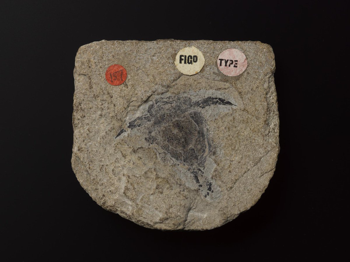 NatSciNMS's tweet photo. Corkscrew or ancient fish?

This is the type specimen (used to define the species) of Pterichthyodes milleri, found in Cromarty. It was discovered and described in 1841 by Edinburgh’s Hugh Miller, a celebrated self-taught palaeontologist/geologist. #FossilFriday #PiecesOfScotland https://t.co/lBFFIJakh4