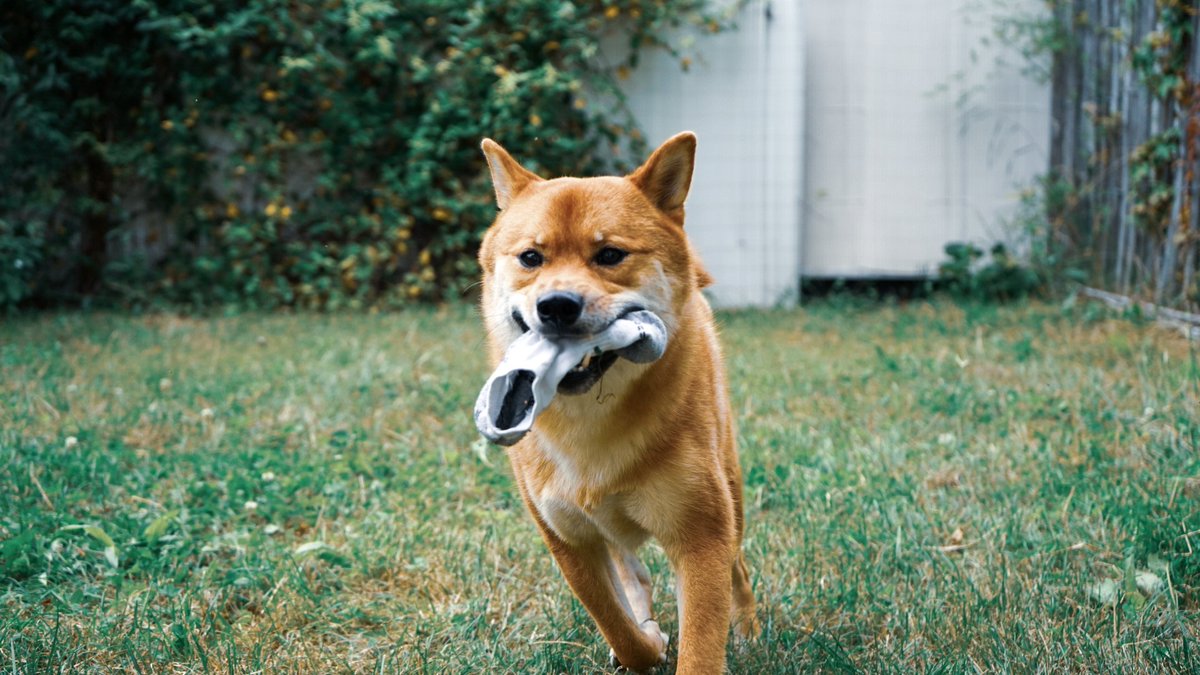 TomaEncarnacao's tweet photo. 🚨 Alerte voleur de chaussette 📸
#Shiba https://t.co/tAQFZc4mBQ
