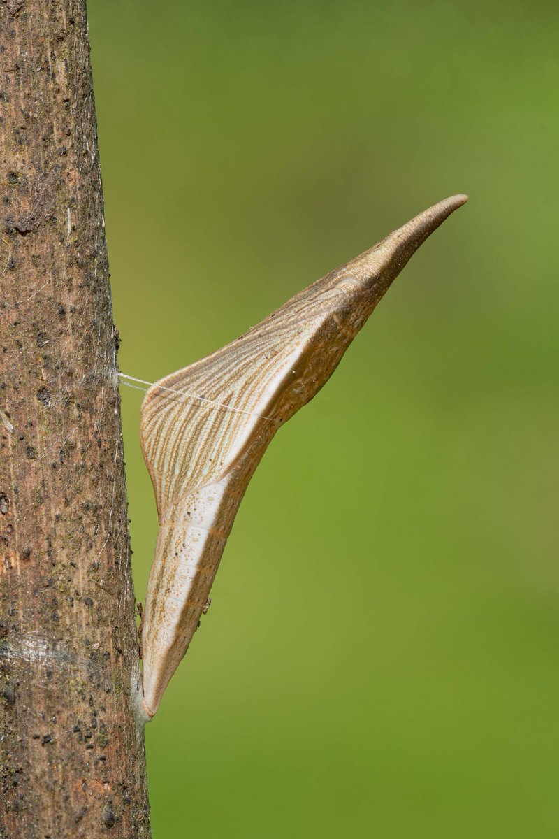 Orange-tip Pupa in the garden <a href="/BC_Lincolnshire/">BC Lincolnshire</a> <a href="/savebutterflies/">Butterfly Conservation 🦋</a> @ukbutterflies <a href="/LincsNaturalist/">LNU</a> <a href="/LincsWildlife/">Lincs Wildlife Trust</a> <a href="/Britnatureguide/">The British Nature Guide</a>
