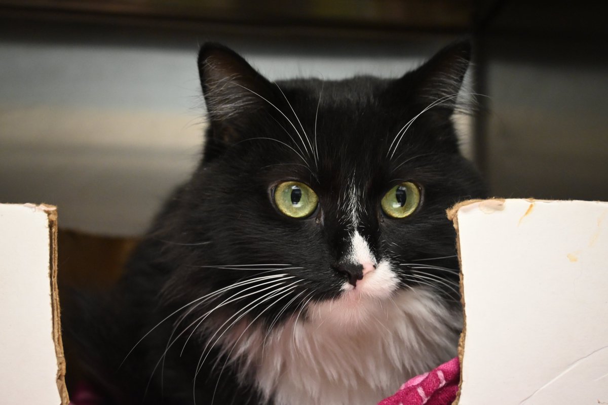 DecaturAnimals's tweet image. Beautiful Breezy has been waiting for a home since the middle of April, often overlooked due to her tendency to curl up in her box relaxing. She is a sweet gal who loves meeting new people and is often found reaching out of the kennel to hold your hand.