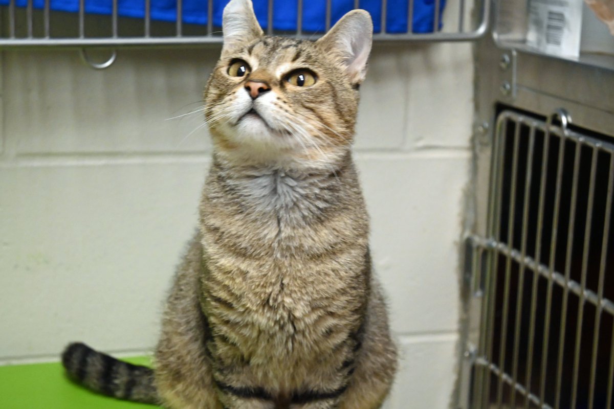 DecaturAnimals's tweet image. Randall is a goofy tabby who has been waiting for a new home since the middle of May. He isn't a big fan of other cats so he is often overlooked. He is the sweetest boy, he just wants to be the king of his castle.