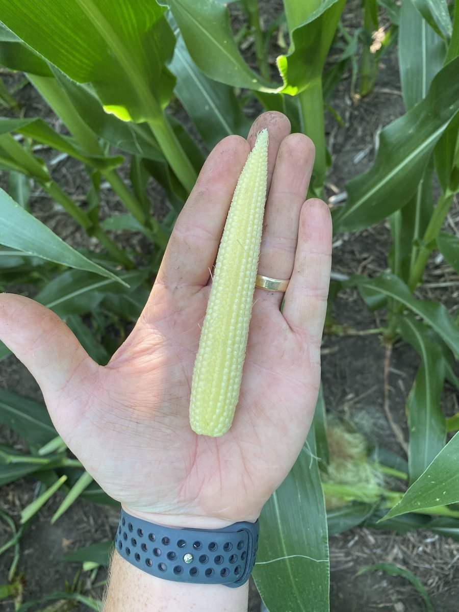 DillanSBL's tweet photo. Product spotlight!

P1185AM/Q is going to be a product to keep your eye on. Great root and stalk strength, shorter stature plant, awesome grain quality, and massive solar panels for leaves. This field was planted at 36,000 plants per Acre and it looks amazing. @PioneerSeeds https://t.co/r9hiJmVIwu