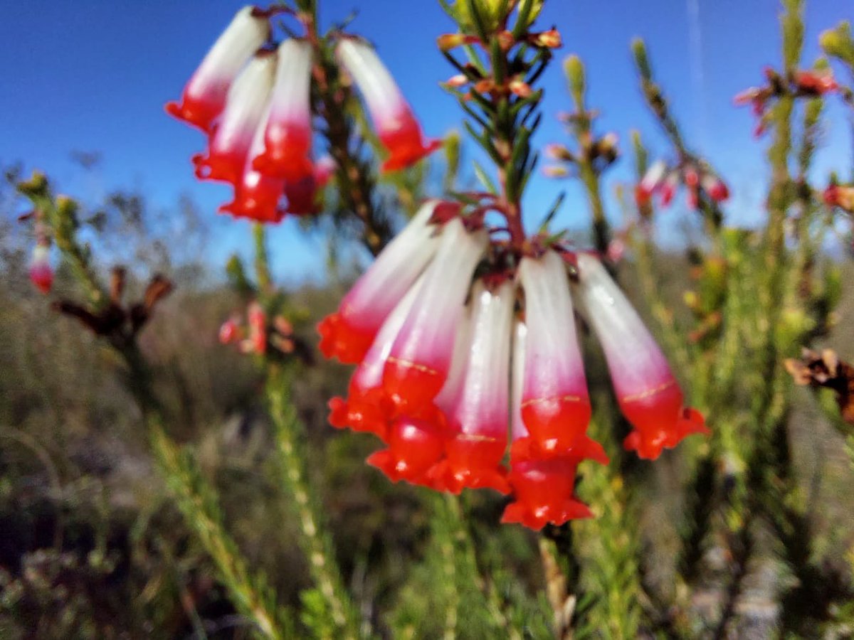 BotsocSOverb's tweet photo. Flowering at the moment across the southern #Overberg - some of the pretty #Ericas.

These pics were photographed recently on the @Nuwejaars and @flowervalleyct farm. https://t.co/YdwLbckfhj