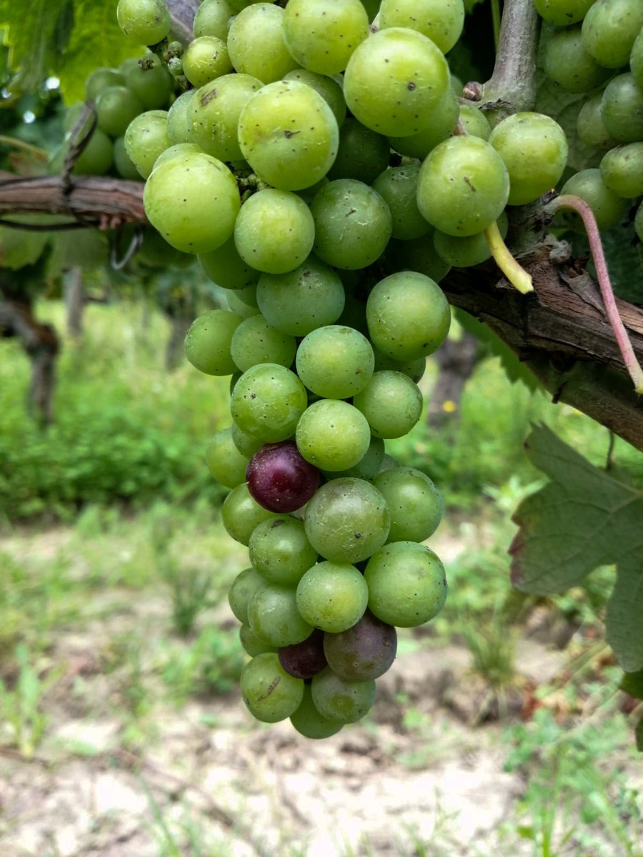 Ch_Meaume's tweet photo. Happy Friday. Be the one who dares to be different and start a trend.  Véraison has begun 💚❤️ 🍇
.
#happyfriday #daretobedifferent #trendsetter #veraison #vineyardwork #vineyard #winerylovers #winery #winerywork #wine #winecountry #vino #instawine #winestagram #bordeauxvineyard https://t.co/cHcFV0ylsi