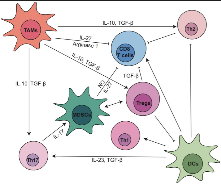 Exciting review from @du_wenting, @Pasca_Lab, and #YaqingZhang on the role of #Stroma in #ImmuneSuppression in #PancreaticCancer. Love these figures (but where are the #metabolites @Lyssiotislab?!) Congrats team!! 

pubmed.ncbi.nlm.nih.gov/34290984/